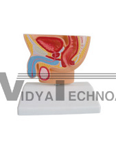 The model of male pelvic cavity